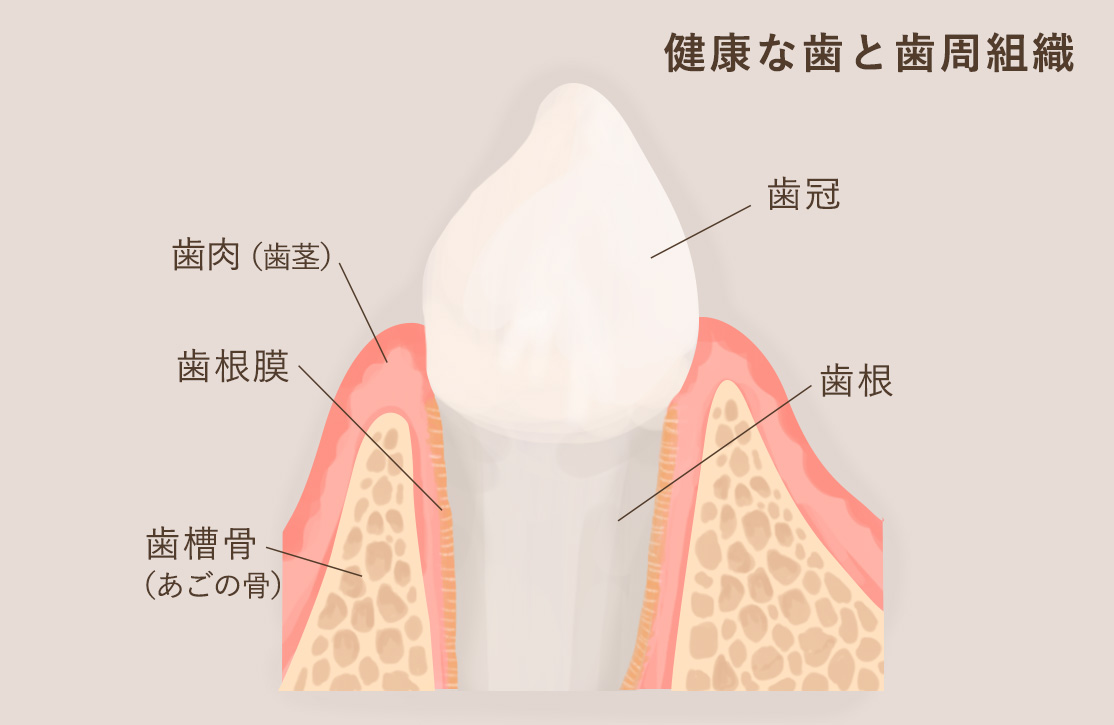 歯周病の原因