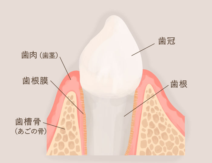 固い もの を 噛む と 歯 が 痛い